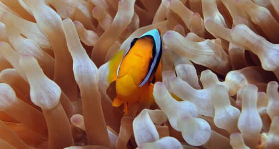 Anemone fish Diving Sharm el Sheikh